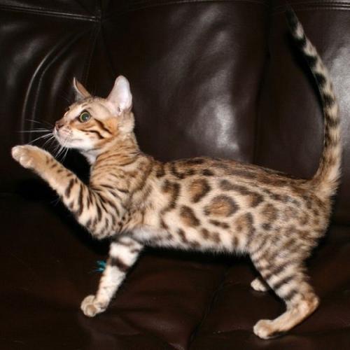 Mokave jag cat