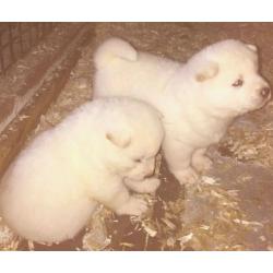 2x White Female Akita Pups