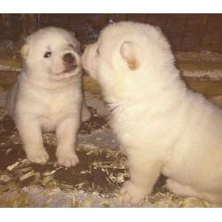 2x White Female Akita Pups