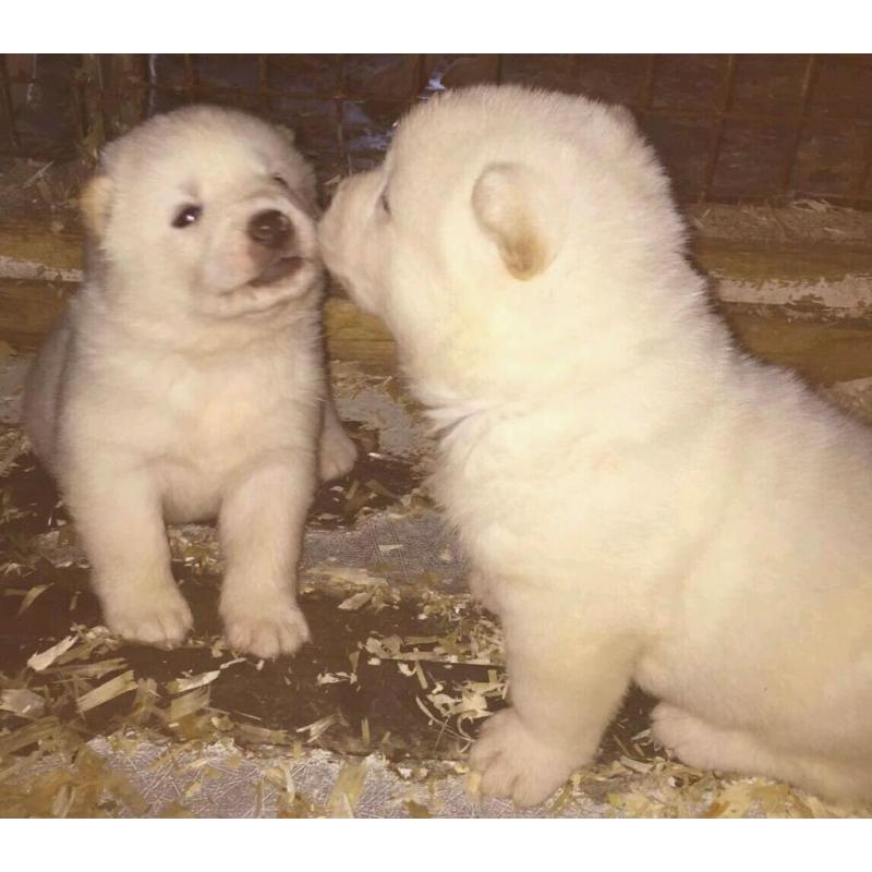 2x White Female Akita Pups