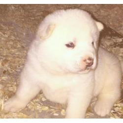 2x White Female Akita Pups