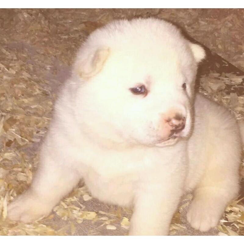 2x White Female Akita Pups