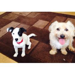 Jack Russel/collie