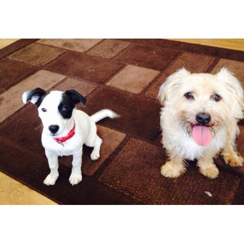 Jack Russel/collie
