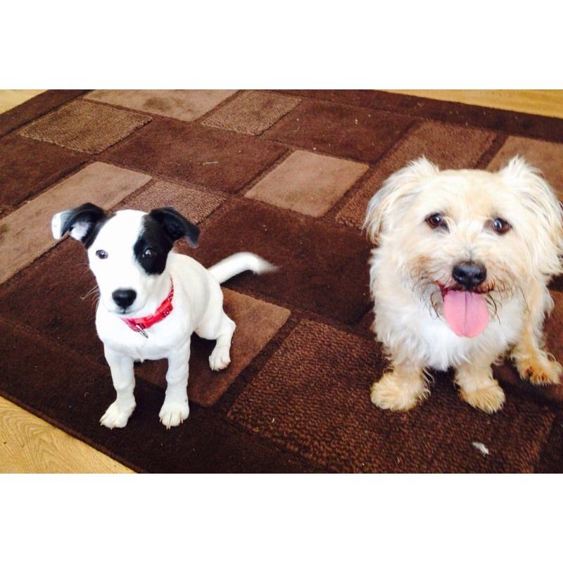 Jack Russel/collie
