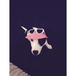 Jack Russel/collie