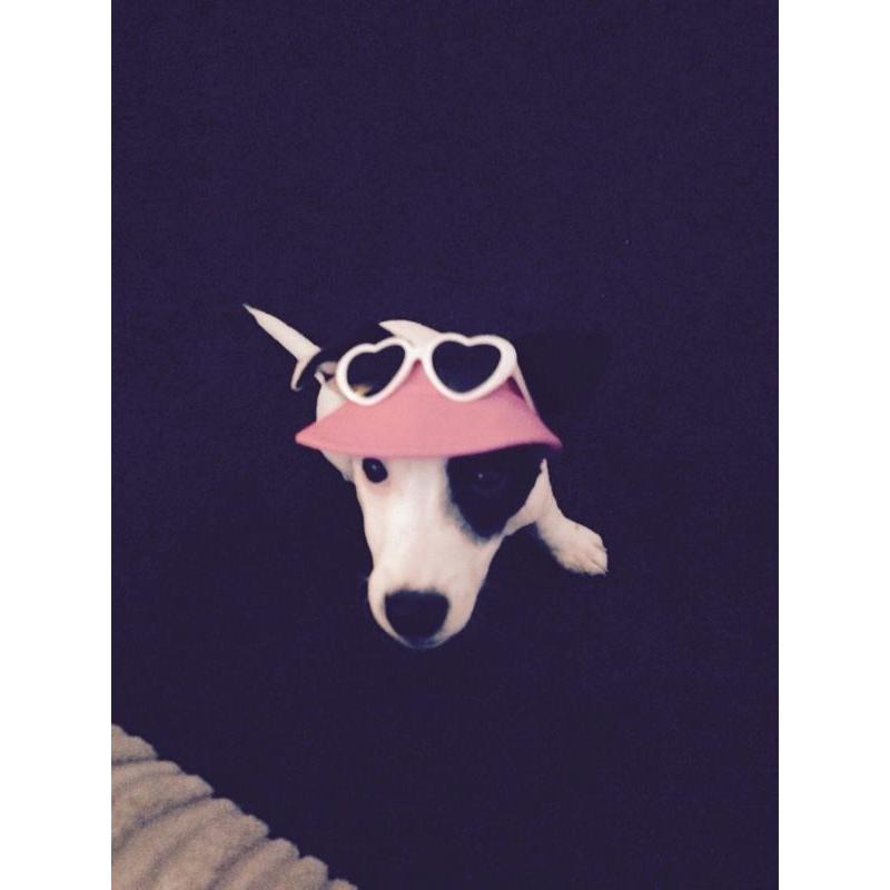Jack Russel/collie