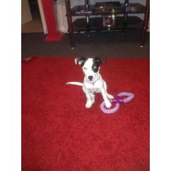 Jack Russel/collie