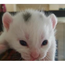 Gorgeous white kittens