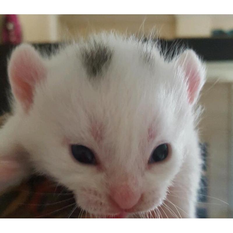 Gorgeous white kittens