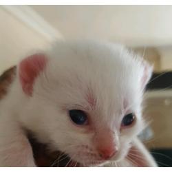 Gorgeous white kittens