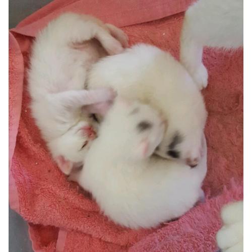 Gorgeous white kittens