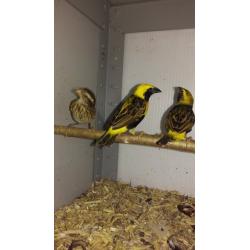 Yellow bishop weavers