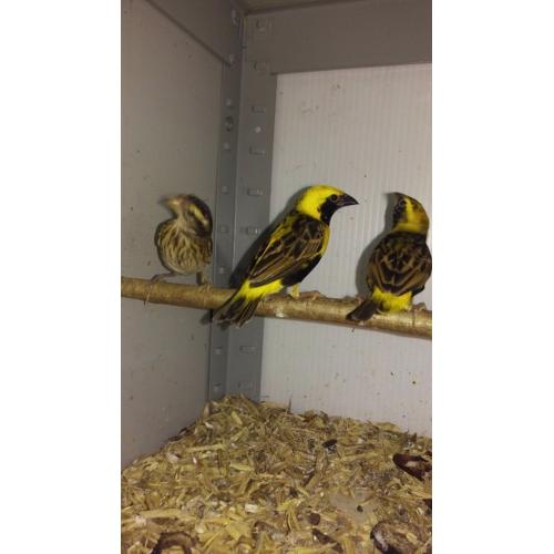 Yellow bishop weavers