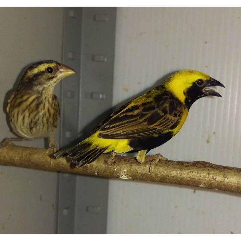 Yellow bishop weavers