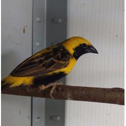 Yellow bishop weavers