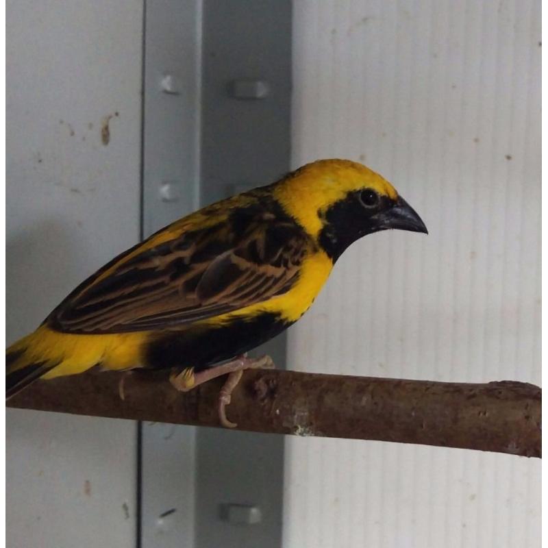 Yellow bishop weavers