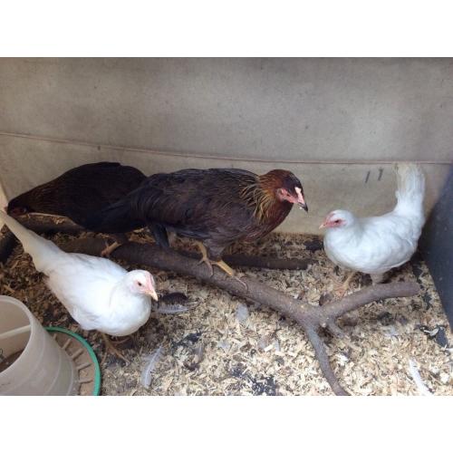 Chickens for sale