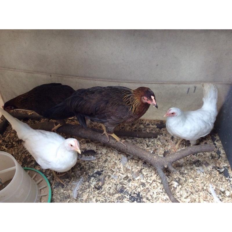 Chickens for sale