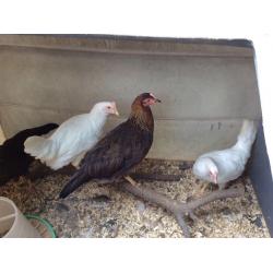 Chickens for sale