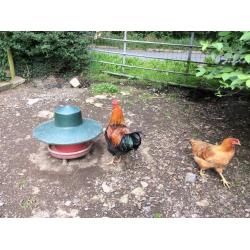 Chickens for sale