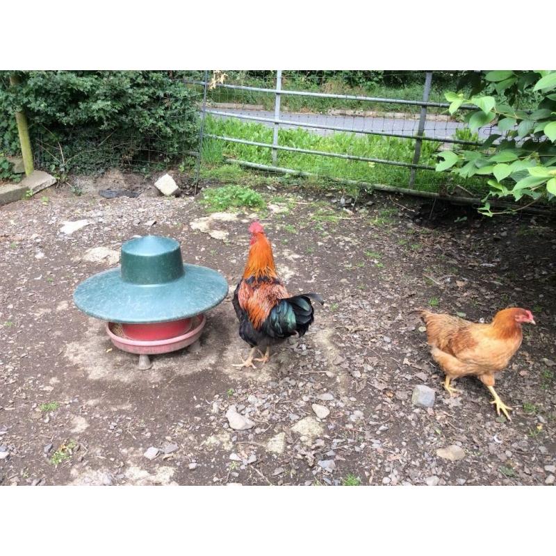 Chickens for sale