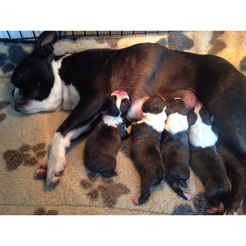Boston Terrier Puppies