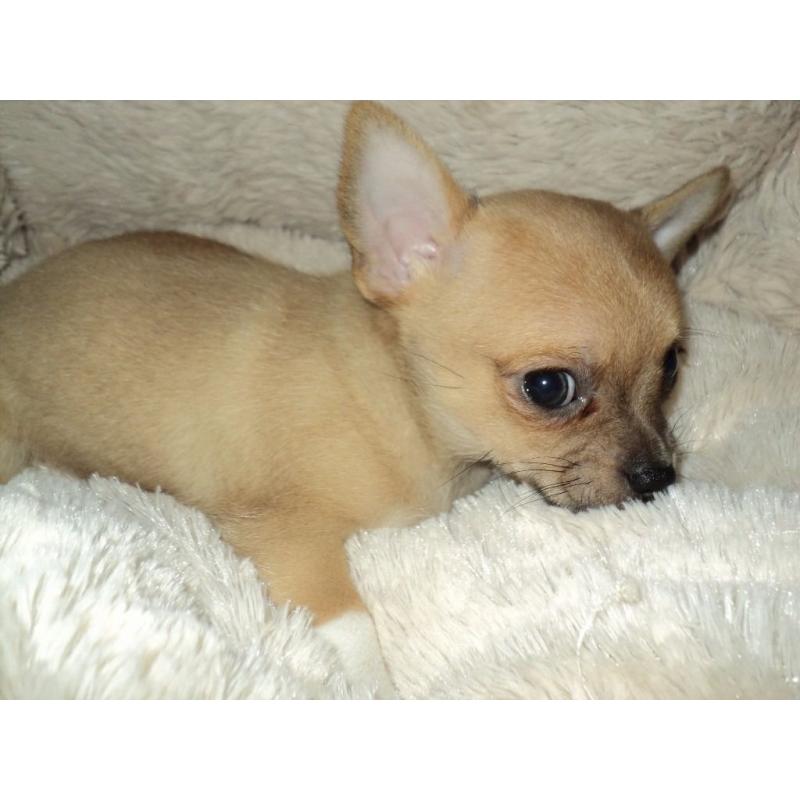 1 male chihuahua puppy