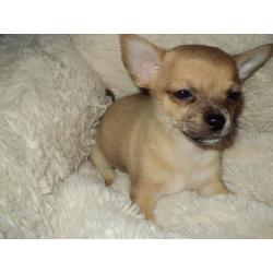 1 male chihuahua puppy