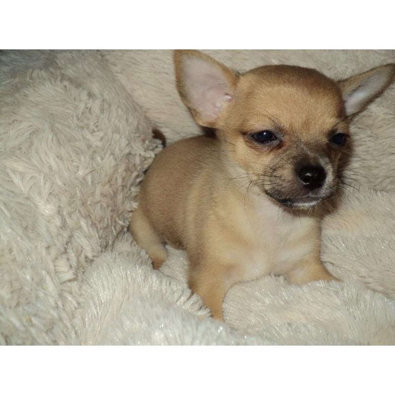 1 male chihuahua puppy