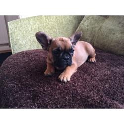 French Bulldog female