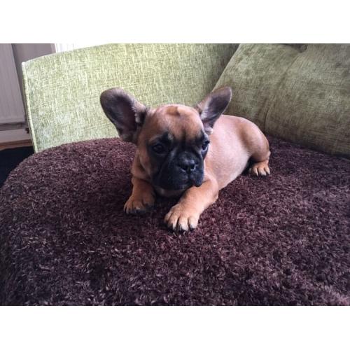 French Bulldog female
