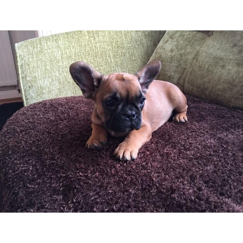 French Bulldog female
