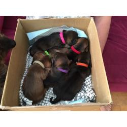 Dachshund (Wire-Haired) 4 Boys available , from good stock, and well socialised.