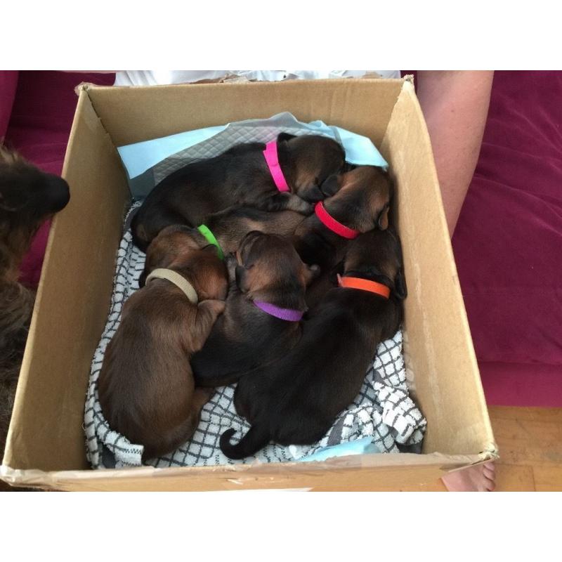 Dachshund (Wire-Haired) 4 Boys available , from good stock, and well socialised.