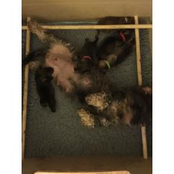 Dachshund (Wire-Haired) 4 Boys available , from good stock, and well socialised.