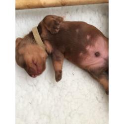 Dachshund (Wire-Haired) 4 Boys available , from good stock, and well socialised.