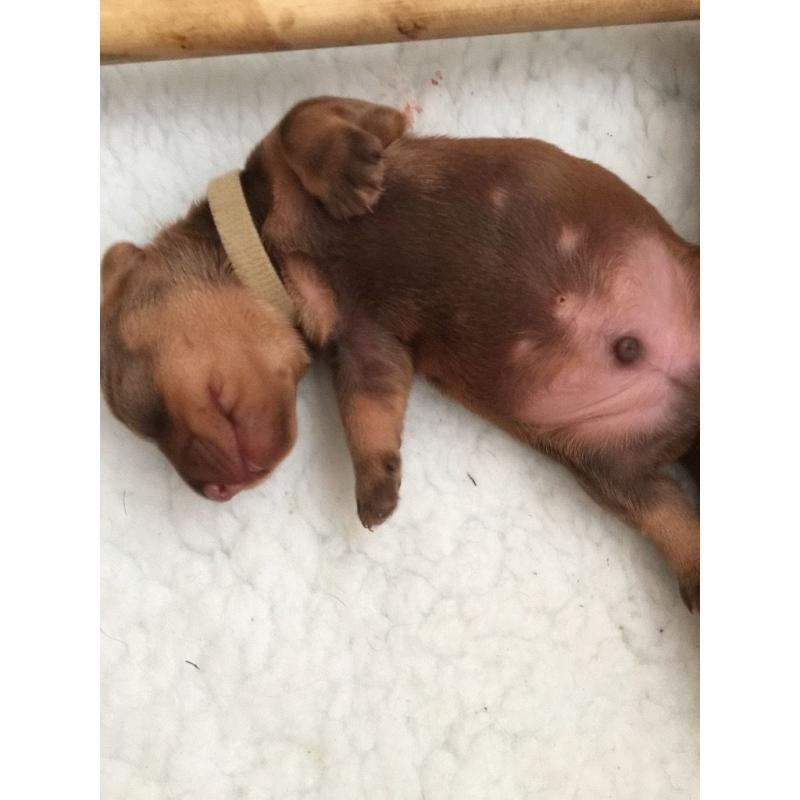 Dachshund (Wire-Haired) 4 Boys available , from good stock, and well socialised.