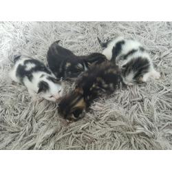 Kittens fluffy
