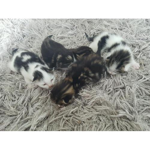 Kittens fluffy