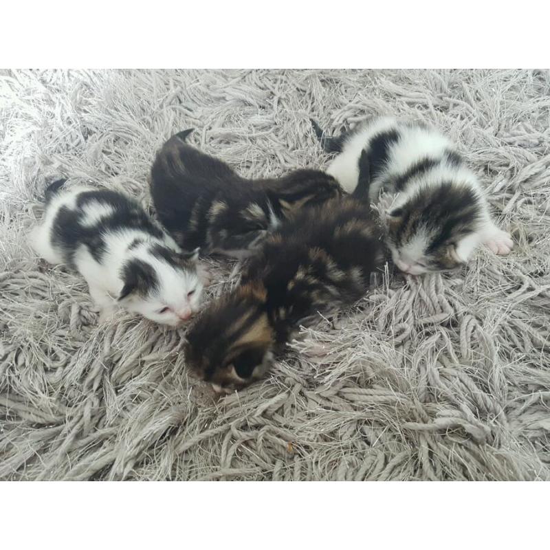 Kittens fluffy