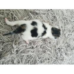 Kittens fluffy