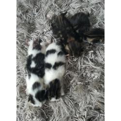 Kittens fluffy