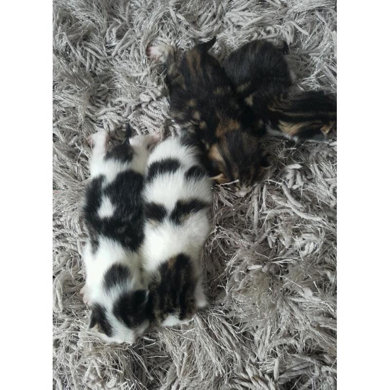 Kittens fluffy