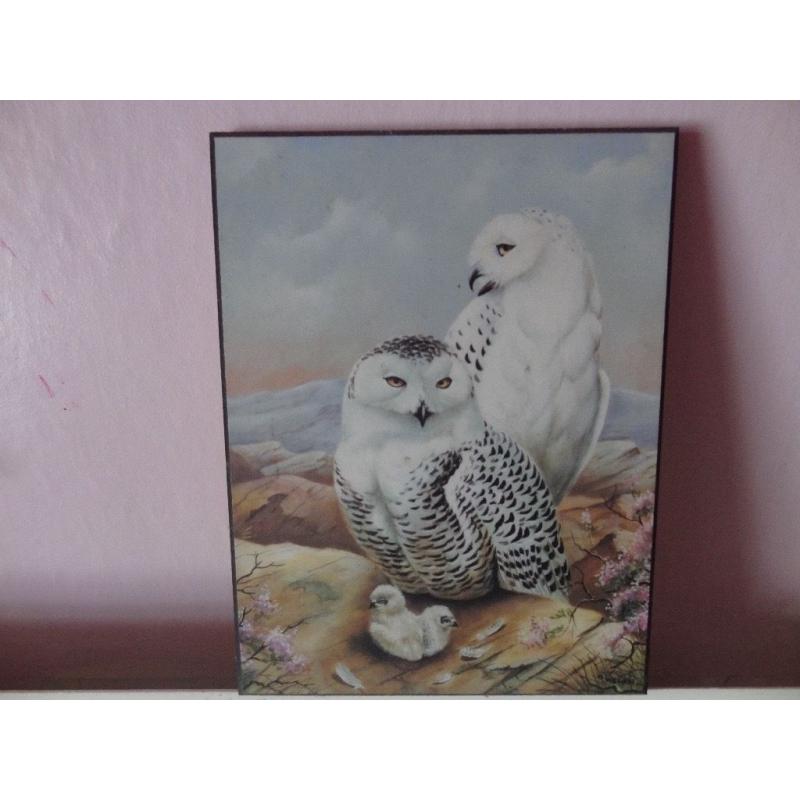 Snowy owls picture
