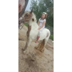 ** REDUCED**13.3hh BEAUTIFUL RED AND WHITE COB PONY FOR SALE