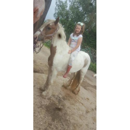 ** REDUCED**13.3hh BEAUTIFUL RED AND WHITE COB PONY FOR SALE