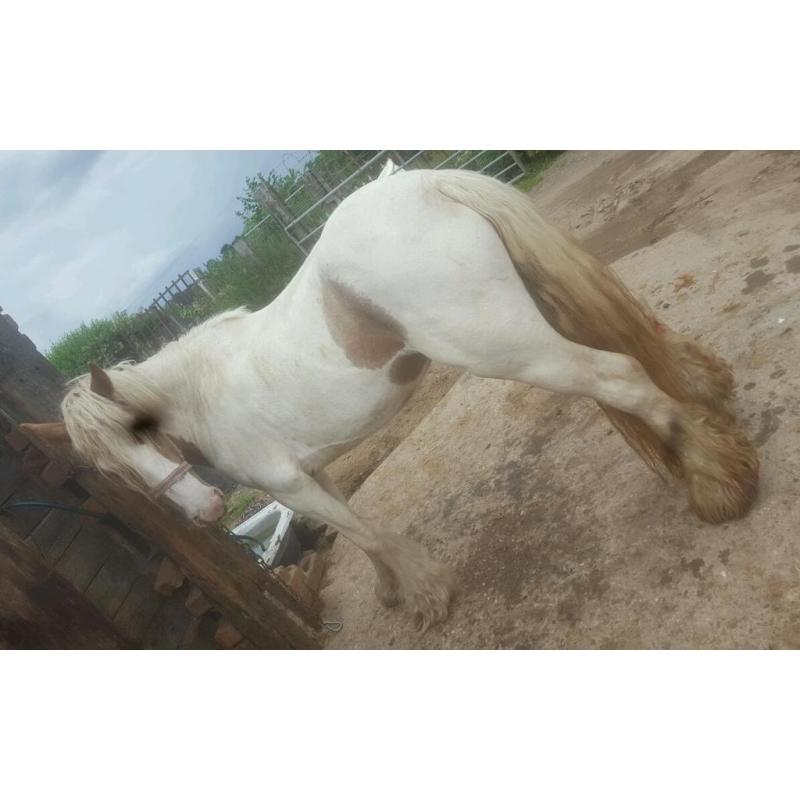 ** REDUCED**13.3hh BEAUTIFUL RED AND WHITE COB PONY FOR SALE