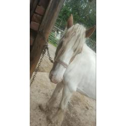 ** REDUCED**13.3hh BEAUTIFUL RED AND WHITE COB PONY FOR SALE