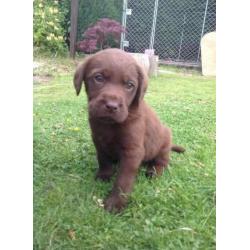 3 x Labrador pups for sale